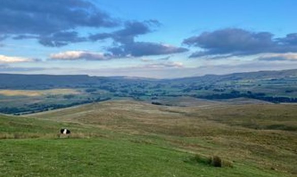 Landscape with hills, sky and a single black and white grazing cow.